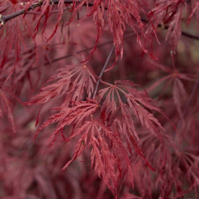 Acer palmatum Firecracker, Japansk Blodlönn