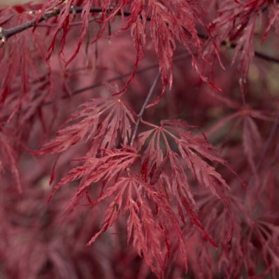Acer palmatum Firecracker, Japansk Blodlönn, 80 stam C7,5
