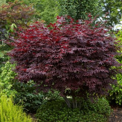 Acer palmatum Fireglow, Japansk Blodlönn, 60-80 C7,5