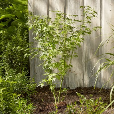 Acer palmatum Going Green ®, Japansk Lönn