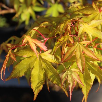 Acer palmatum Katsura, Japansk Lönn, co