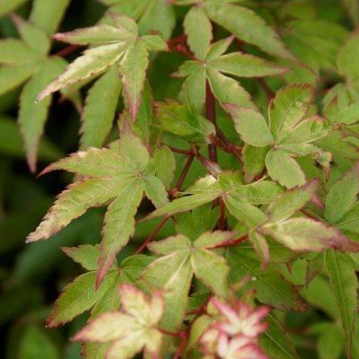 Acer palmatum Mapi-no-machi-hime (Little Princess), Japansk Lönn, 30-40 C3