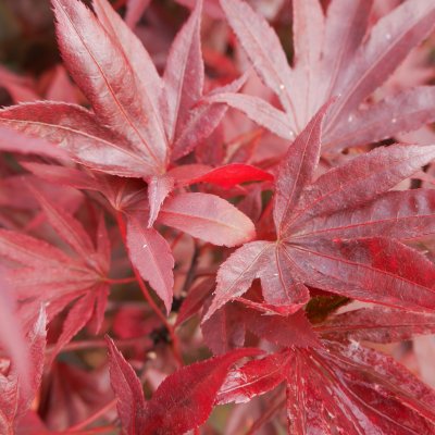 Acer palmatum Moonfire, Japansk Blodlönn