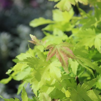 Acer palmatum Orange Dream, Japansk Lönn, 80 stam C7,5