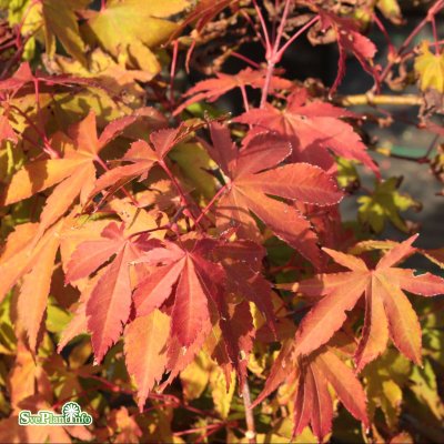 Acer palmatum Orange Dream, Japansk Lönn, 40-50 C3