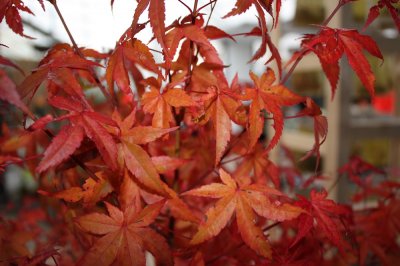 Acer palmatum Orange Dream, Japansk Lönn, 40-50 C3