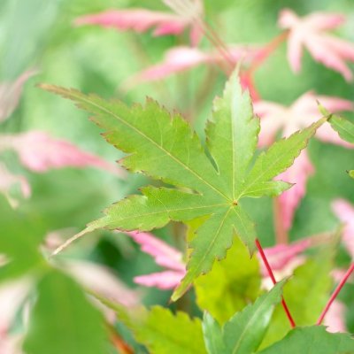 Acer palmatum Oridono-nishiki, Japansk Lönn