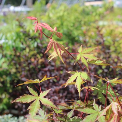 Acer palmatum Redwine, Japansk Lönn, 40-50 C3