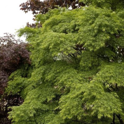 Acer palmatum Seiryu, Japansk Lönn, 40-50 C3