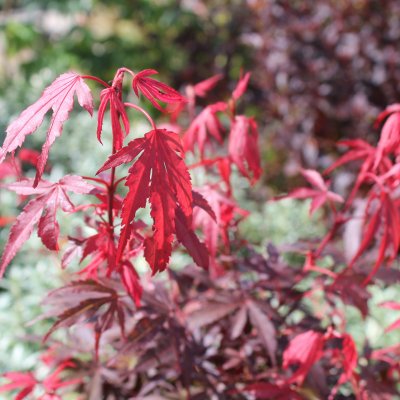 Acer palmatum Shaina, Japansk Lönn