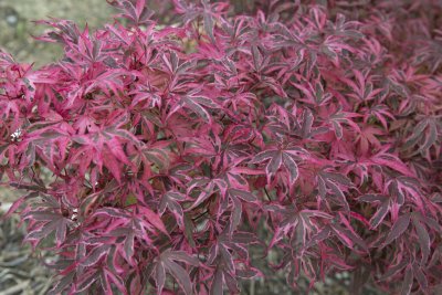 Acer palmatum Shirazz ® , Japansk Lönn