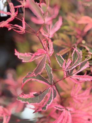 Acer palmatum Shirazz ® , Japansk Lönn