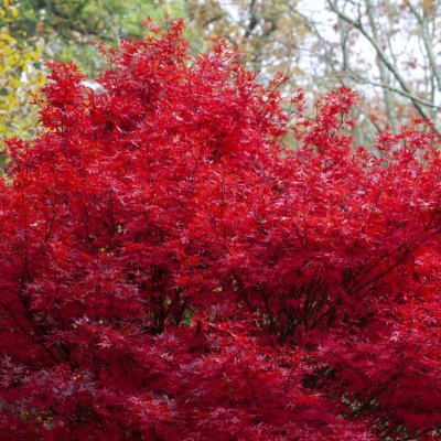 Acer palmatum Skeeter´s Broom, Japansk Blodlönn, 40-50 C3