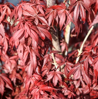 Acer palmatum Skeeter´s Broom, Japansk Blodlönn, 120 stam C10