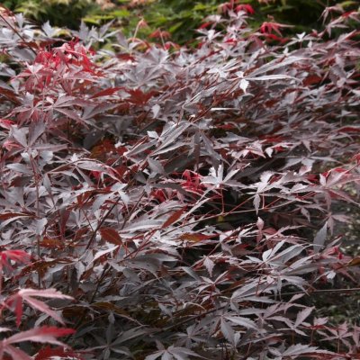Acer palmatum Sumi-nagashi