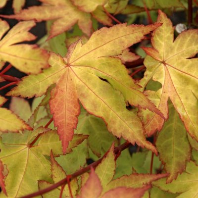 Acer palmatum Summer Gold, Japansk Lönn, 50-60 C3