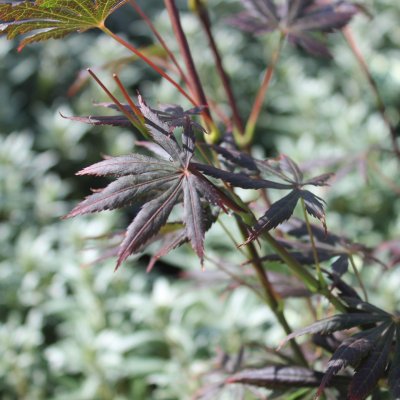 Acer palmatum Trompenburg, Japansk Blodlönn