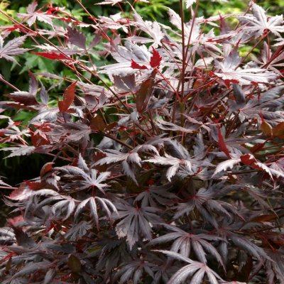 Acer palmatum Trompenburg, Japansk Blodlönn