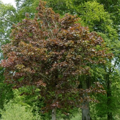 Acer platanoides Crimson Sentry, Röd Klotlönn, 225 stam 10/12 C30
