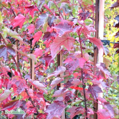 Acer platanoides Crimson Sentry, Röd Klotlönn, 200 stam C15