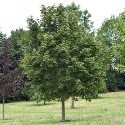 Acer platanoides Deborah, Skogslönn, utr 150-200 co