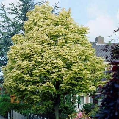 Acer platanoides Drummondii, Vitbrokig Lönn, utr 150-200 co