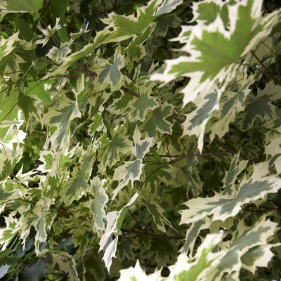 Acer platanoides Drummondii, Vitbrokig Lönn, 6-8 stam C15