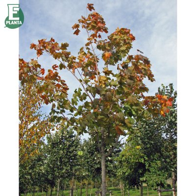 Acer platanoides Fk Pernilla E, Skogslönn