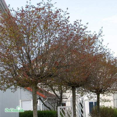 Acer platanoides Globosum, Klotlönn
