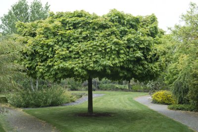 Acer platanoides Globosum, Klotlönn