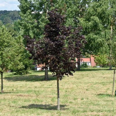 Acer platanoides Royal Red, Klotlönn, 80 stam C4
