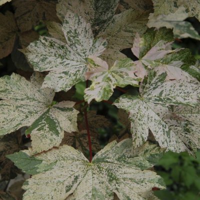 Acer pseudoplatanus f. variegatum Esk Sunset