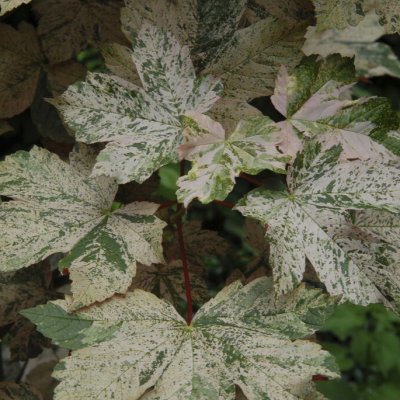 Acer pseudoplatanus f. variegatum Esk Sunset