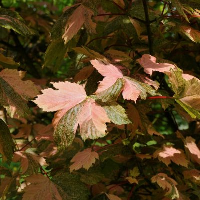 Acer pseudoplatanus Simon-Louis Frères, Tysklönn, 120 stam C7,5