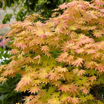 Acer shirasawanum Autumn Moon, Japansk Gyllenlönn, 40-50 C3