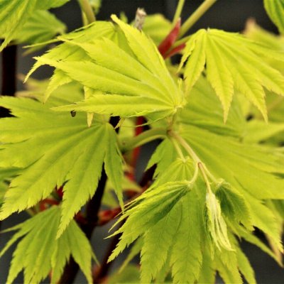 Acer shirasawanum Jordan, Japansk Gyllenlönn, 50-60 C3
