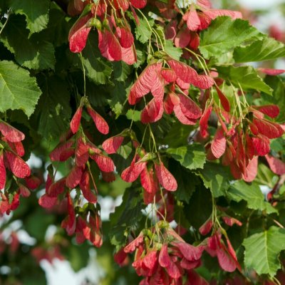 Acer tataricum Hot Wings ® (Garann), Rysk Lönn, utr 200-250 C15
