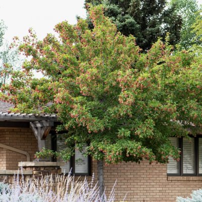 Acer tataricum Hot Wings ® (Garann), Rysk Lönn, utr 200-250 C15