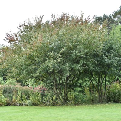 Acer tataricum ssp. ginnala, Ginnalalönn, C5