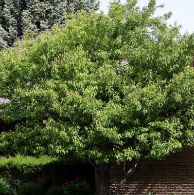 Acer tataricum ssp. ginnala Fk Uppsala E, Ginnalalönn, utr 150-200 co