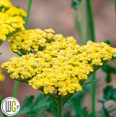 Achillea millefolium Sassy Summer Lemon ®, Röllika, C3