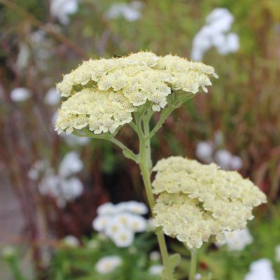 Achillea millefolium Anthea ™, Röllika, P9cm