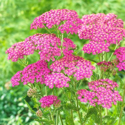 Achillea millefolium Lilac Beauty, Röllika, P9cm