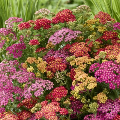 Achillea millefolium Milly Rock Mixmasters® Dance