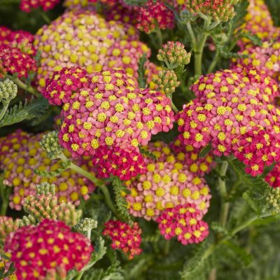 Achillea millefolium Milly Rock ™ Red, Röllika