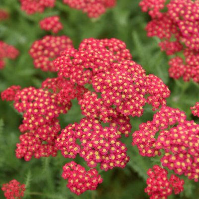 Achillea millefolium Paprika, Röllika, C11cm