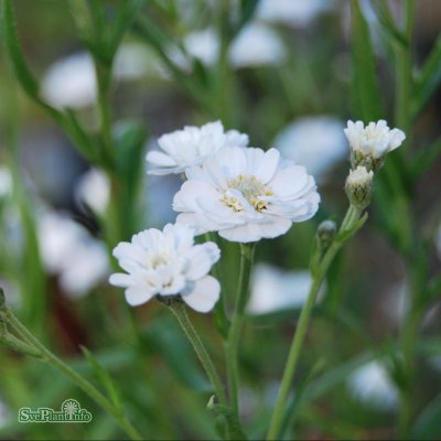 Achillea ptarmica var. multiplex The Pearl, Vitpytt, P9cm
