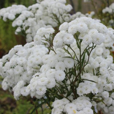 Achillea ptarmica Perry´s White, Vitpytt, C11,5cm