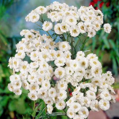 Achillea ptarmica var. multiplex The Pearl, Vitpytt, P9cm