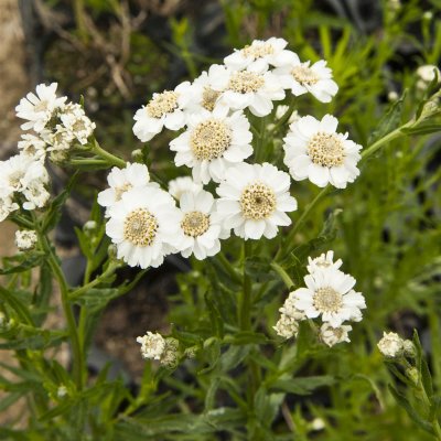 Achillea ptarmica var. multiplex The Pearl, Vitpytt, P9cm
